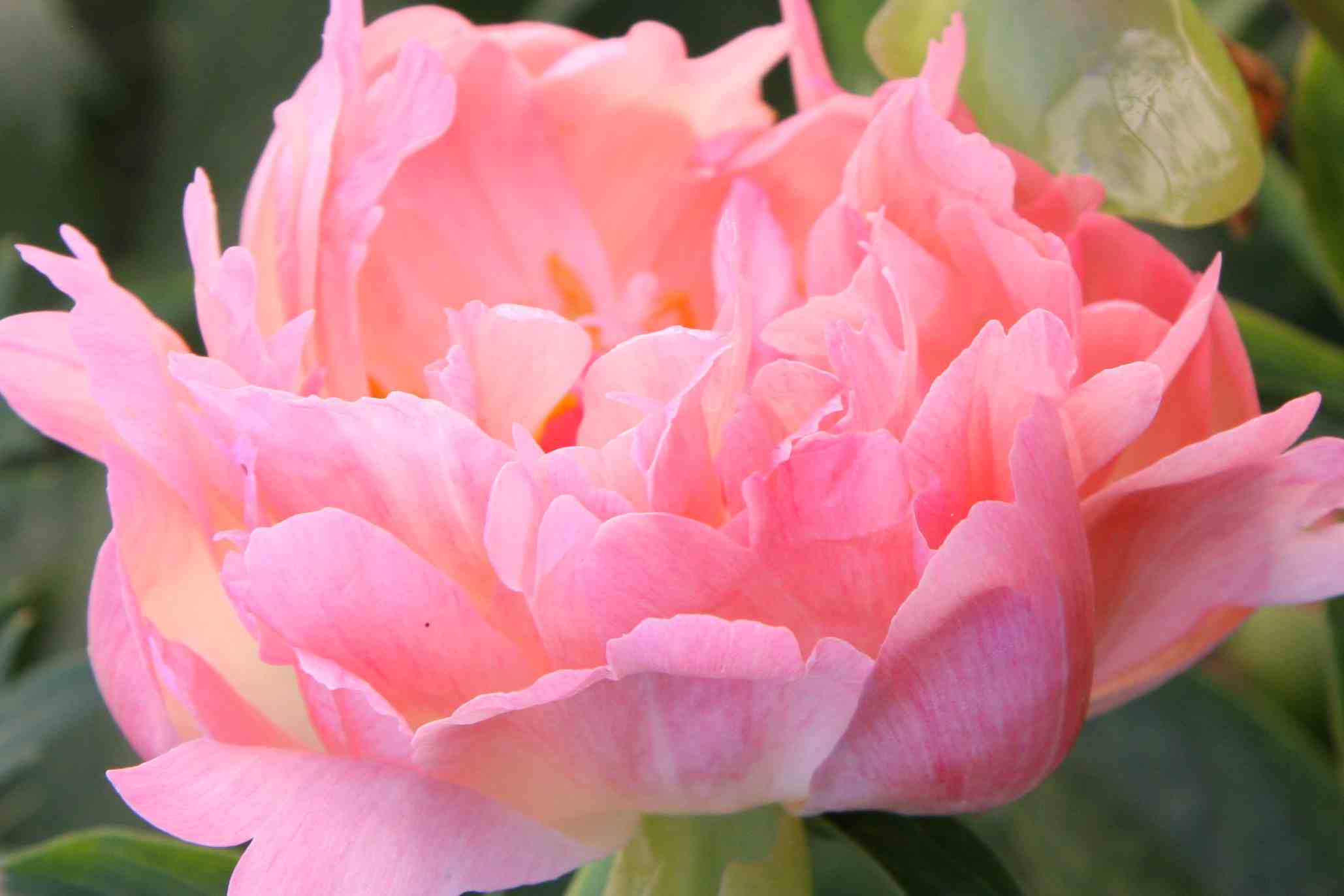 Peony In Living Room Feng Shui